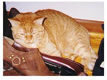 Here eez me trying to get some privacy. Ze smell of ze shoes helps wees my creation process...